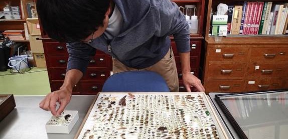 北海道大学総合博物館 昆虫ボランティア水生昆虫グループ