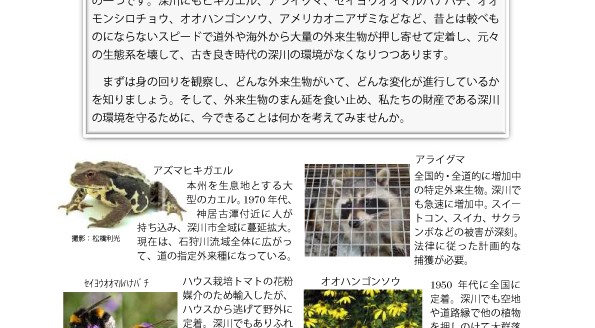 【深川市】　「深川ひきがえるバスターズ」会員通信