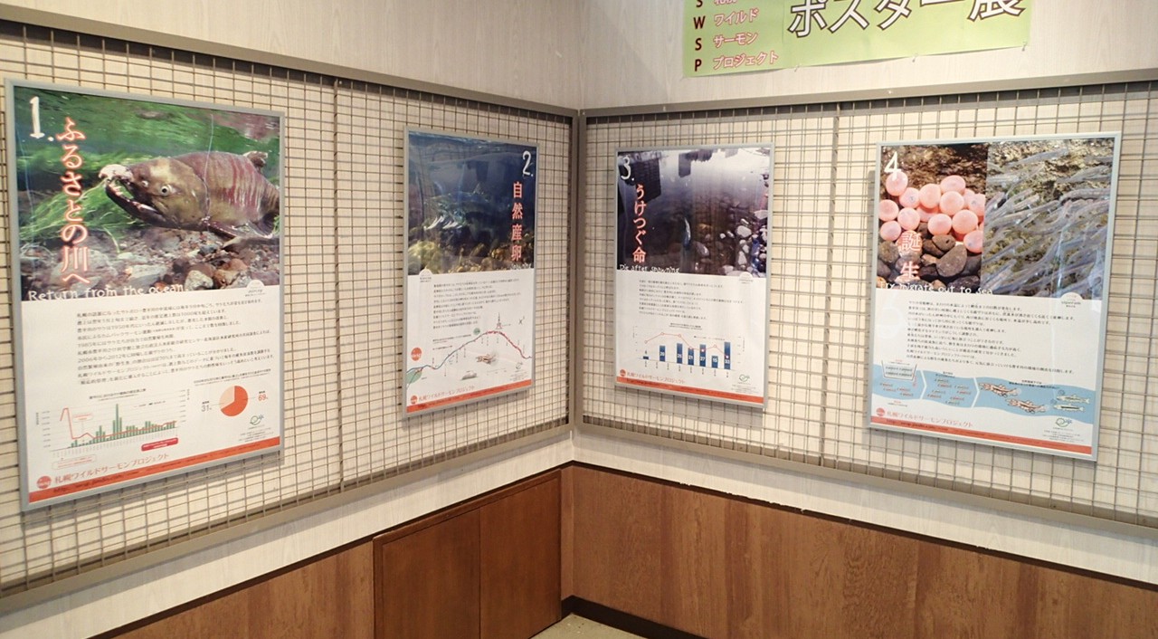 【札幌市】札幌ワイルドサーモンプロジェクト（SWSP）　Webレポート